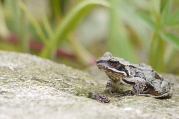 Frosch
