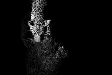 Naklejka premium Leopard marks his territory on a tree in darkness artistic conve