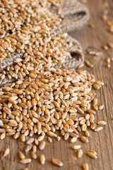 Wheat seeds (grains)