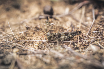 Blue Winged Grasshopper
