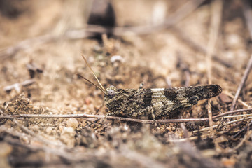 Blue Winged Grasshopper