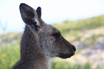 Fototapeta premium kangaroo, australia