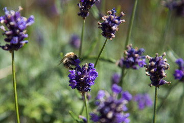 Photograph of a bumblebee pollinating a flower.