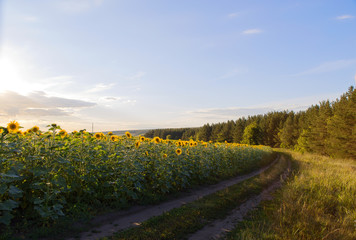 dirt road near a field of sunflowers.