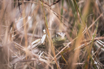 Wild Lizard