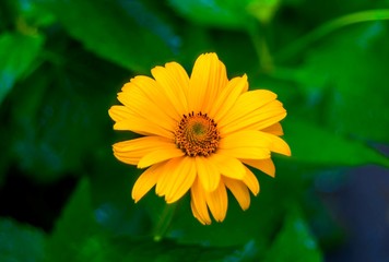 Beautiful yellow flower