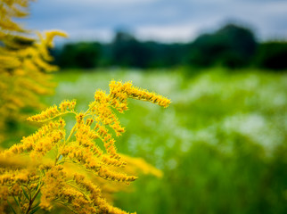 The beautiful yellow wildflower