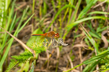 Insect macro dragonfly perched on a green leaf