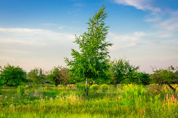 Young beautiful birch