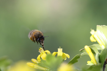 Closeup flying bee on a yellow flower. Honeybee on a spring flower.