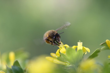 Closeup flying bee on a yellow flower. Honeybee on a spring flower.