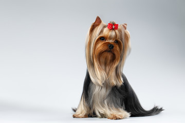 Yorkshire Terrier Dog with long groomed Hair Sits on white - obrazy, fototapety, plakaty