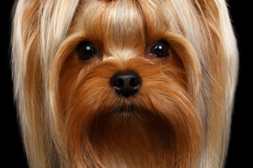 Closeup Portrait Yorkshire Terrier Dog on Black