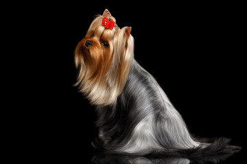 Yorkshire Terrier Dog with long groomed Hair Sits on black