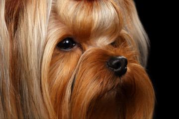 Closeup Portrait Yorkshire Terrier Dog on Black