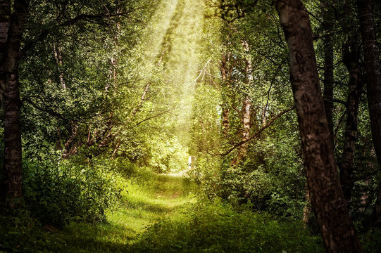 Fototapeta sun rays through branches in beautiful magic forest