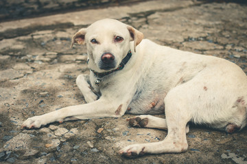 The white dog is my best friend. It's blind in one eye