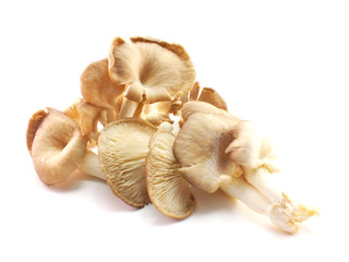 mushrooms isolated on white background