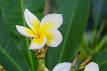 Fototapeta premium Plumeria