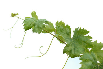 vine leaf