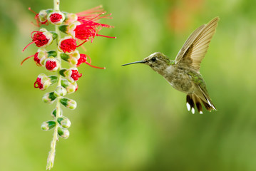Fototapeta na wymiar Hummingbird Flying over Green Background