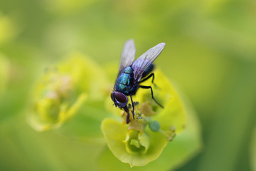 Greenbottle Fly on Flower. Closeup Fly. Macro Photograph of Fly Insect.