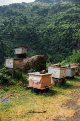 Beautiful beehive in the  meadow
