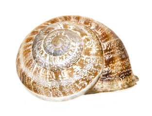 Ocean Spiral Snail shell isolated on white background without shadow. Studio stock photo.
