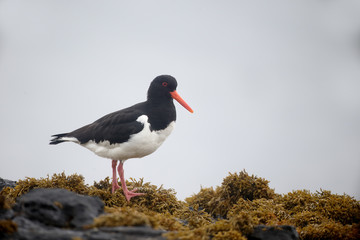 Oystercatcher, Haematopus ostralegus