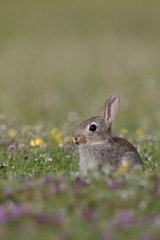 Rabbit, Oryctolagus cuniculus