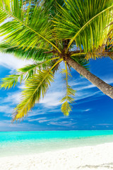 Panele Szklane  Pojedyncza, wibrująca palma kokosowa na tropikalnej plaży