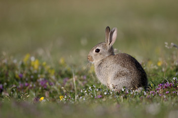 Rabbit, Oryctolagus cuniculus