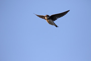 Sand martin, Riparia riparia