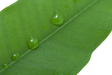 Raindrop on green leaf isolated on white background. Raindrop Close Up. Wet green leaf with macro...