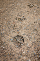 This is footprint from the dog on cement floor
