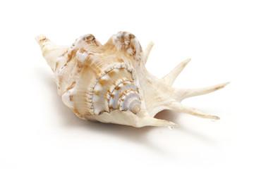 Ocean Sea Conch isolated on white background with shadow. Studio stock photo.