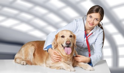 Veterinarian, vet, pet.