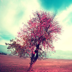 square landscape with tree, infrared conversion  