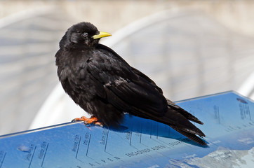 Alpendohle (Pyrrhocorax graculus)