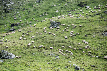 Landscape With Sheep. Grazing in High Mountains.
