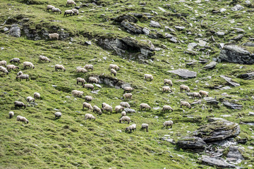 Landscape With Sheep. Grazing in High Mountains.