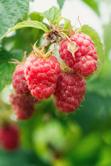 Ripe raspberries on a branch