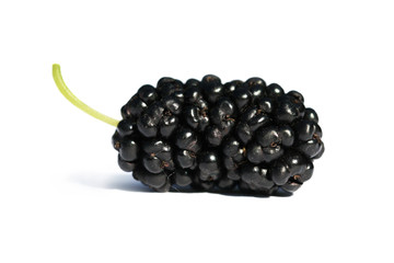Blackberry fruit isolated on white background with shadow. Studio Stock Photo. 