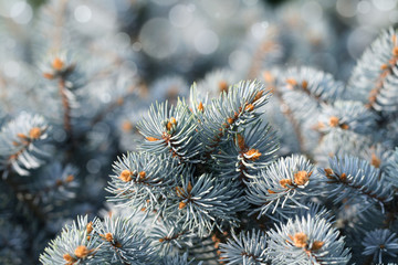 Naklejka na ściany i meble Closeup Branches of Frozen Green Spruce.