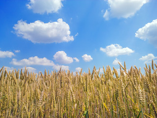 Wheat Field against beautiful blue cloudy sky