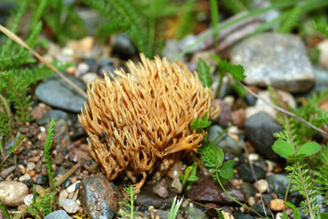 morel mushroom chili
