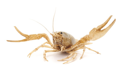 White crayfish.