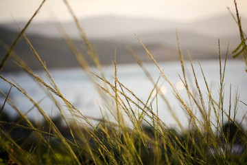 Grass in mountains and blurry view on sea In Koh Samui