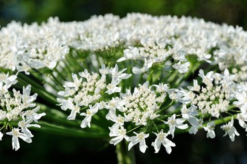 Poisonous hogweed flowers closeup