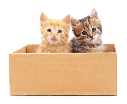 Kittens In The Box.